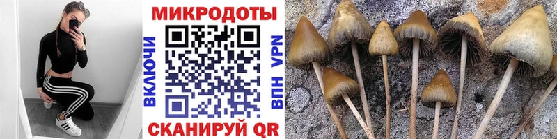 Псилоцибиновые грибы Cubensis  Кинешма 